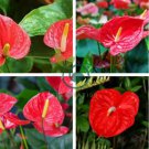 Red Anthurium 200 Seeds