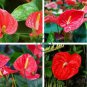 Red Anthurium 200 Seeds