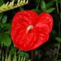 Red Anthurium 200 Seeds