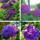 Hydrangea  Dark Purple Ball Type Flowers 100 Seeds