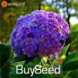 Hydrangea  Dark Purple Ball Type Flowers 100 Seeds