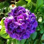 Hydrangea Dark Purple Ball Type Flowers 100 Seeds