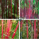 Giant Bamboo 60 Seeds