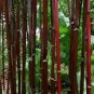 Giant Bamboo 60 Seeds