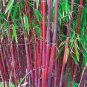 Giant Bamboo 60 Seeds