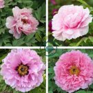 Chinese Peony Tree  Light Pink Double Flowers Ball Type 20 Seeds