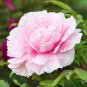 Chinese Peony Tree  Light Pink Double Flowers Ball Type 20 Seeds