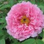 Chinese Peony Tree  Light Pink Double Flowers Ball Type 20 Seeds