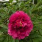 Chinese Peony Tree - Heirloom Double Ball Type Flowers 20 Seeds