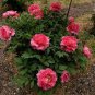 Chinese Peony Tree - Heirloom Double Ball Type Flowers 20 Seeds