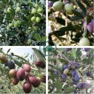 Olive Seeds Olea Europaea Mini Tree Plant 40 Seeds