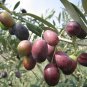 Olive Seeds Olea Europaea Mini Tree Plant 40 Seeds