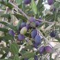 Olive Seeds Olea Europaea Mini Tree Plant 40 Seeds