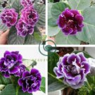 Gloxinia Mixed Purple Red Black Pink ect 8 Colors 200 Seeds