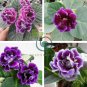 Gloxinia Mixed Purple Red Black Pink ect 8 Colors 200 Seeds