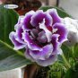 Gloxinia Mixed Purple Red Black Pink ect 8 Colors 200 Seeds