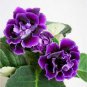 Gloxinia Mixed Purple Red Black Pink ect 8 Colors 200 Seeds