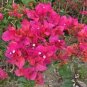 Bougainvillea Plant 20 Seeds