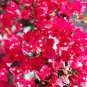 Bougainvillea Plant 20 Seeds