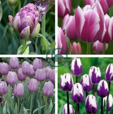 Tulip  Purple White Flowers 200 Seeds