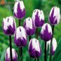 Tulip  Purple White Flowers 200 Seeds