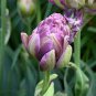 Tulip  Purple White Flowers 200 Seeds
