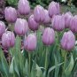 Tulip  Purple White Flowers 200 Seeds