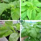 Jamaican CALLALOO 200 Seeds