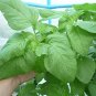 Jamaican CALLALOO 200 Seeds