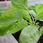 Jamaican CALLALOO 200 Seeds