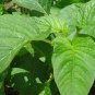 Jamaican CALLALOO 200 Seeds
