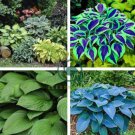 Hosta - Greyish Blue Color 400 Seeds