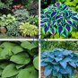 Hosta - Greyish Blue Color 400 Seeds
