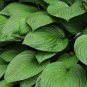 Hosta - Greyish Blue Color 400 Seeds