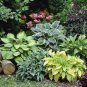Hosta - Greyish Blue Color 400 Seeds