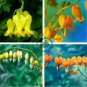 Orange Dicentra spectabilis 200 Seeds