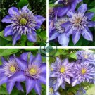 Acid Blue Clematis Seeds Perennial Climbing Flowers with White 200 Seeds