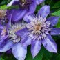 Acid Blue Clematis Seeds Perennial Climbing Flowers with White 200 Seeds