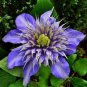 Acid Blue Clematis Seeds Perennial Climbing Flowers with White 200 Seeds