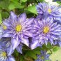 Acid Blue Clematis Seeds Perennial Climbing Flowers with White 200 Seeds