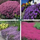 Mixed Creeping Thyme Seeds Mixed 6 Colors 200 Seeds