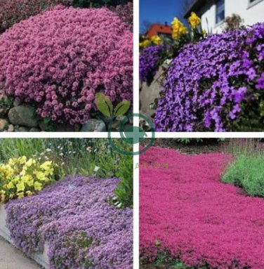 Mixed Creeping Thyme Seeds Mixed 6 Colors 200 Seeds
