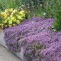 Mixed Creeping Thyme Seeds Mixed 6 Colors 200 Seeds