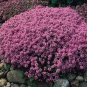 Mixed Creeping Thyme Seeds Mixed 6 Colors 200 Seeds