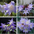 Hippeastrum Bulbs Seeed Amaryllis Barbados Lily 200 Seeds