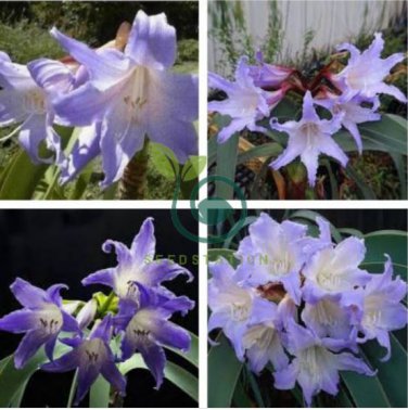 Hippeastrum Bulbs Seeed Amaryllis Barbados Lily 200 Seeds
