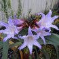 Hippeastrum Bulbs Seeed Amaryllis Barbados Lily 200 Seeds
