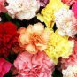 Colorful Carnations Seeds Dianthus Caryophyllus Cut Flowers 200 Seeds