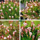 Oxalis Versicolor Candy Cane Sorrel 200 Seeds