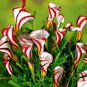 Oxalis Versicolor Candy Cane Sorrel 200 Seeds
